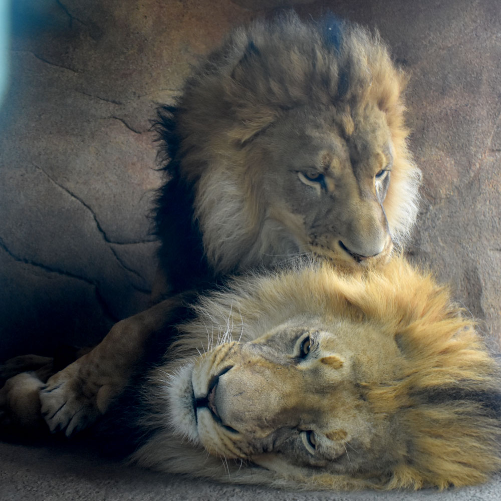 Lions at Brookfield Zoo, Illinois, March 26, 2022. (©Greg Cook photo)
