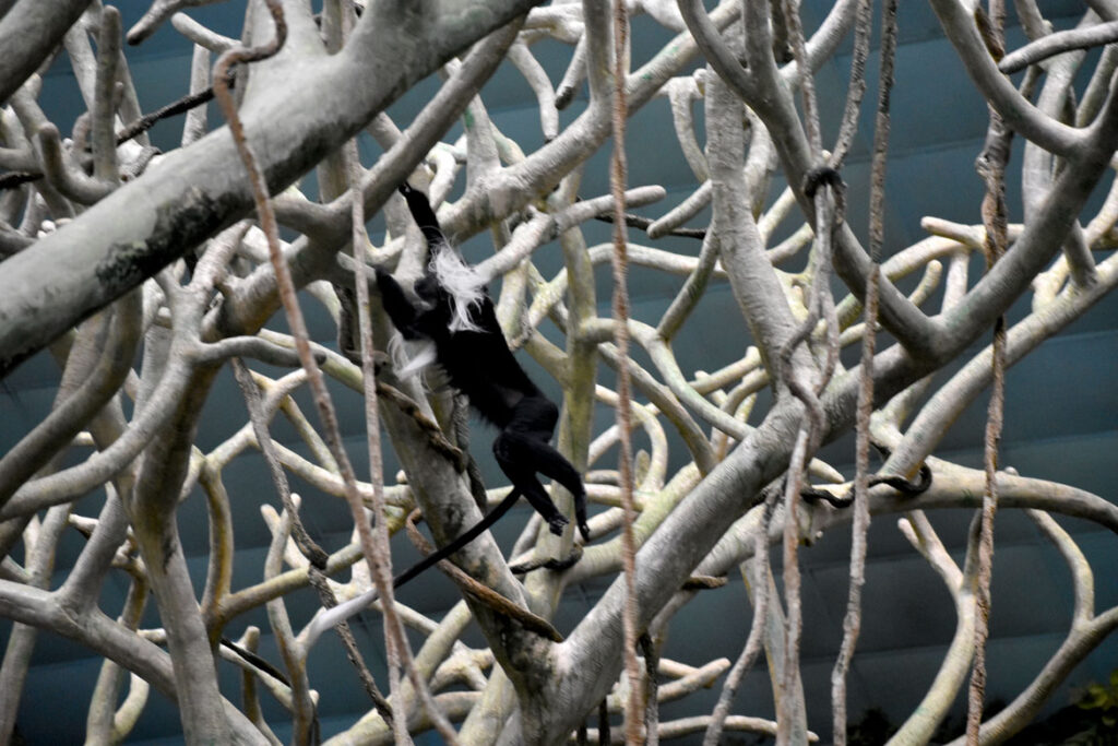 Colobus monkey at Brookfield Zoo, Illinois, March 26, 2022. (©Greg Cook photo)