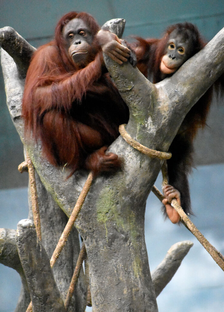Orangutans at Brookfield Zoo, Illinois, March 26, 2022. (©Greg Cook photo)
