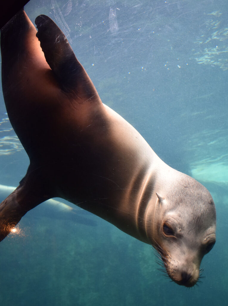 Sea lion at Brookfield Zoo, Illinois, March 26, 2022. (©Greg Cook photo)