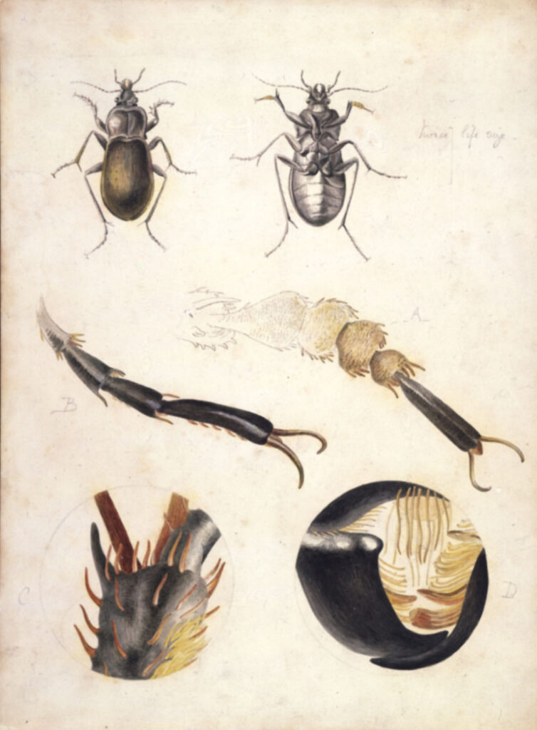 Drawing; magnified studies of a ground beetle (Carabus nemoralis) by Beatrix Potter, ca. 1887. Linder Bequest. © Victoria and Albert Museum, London, courtesy Frederick Warne & Co Ltd.