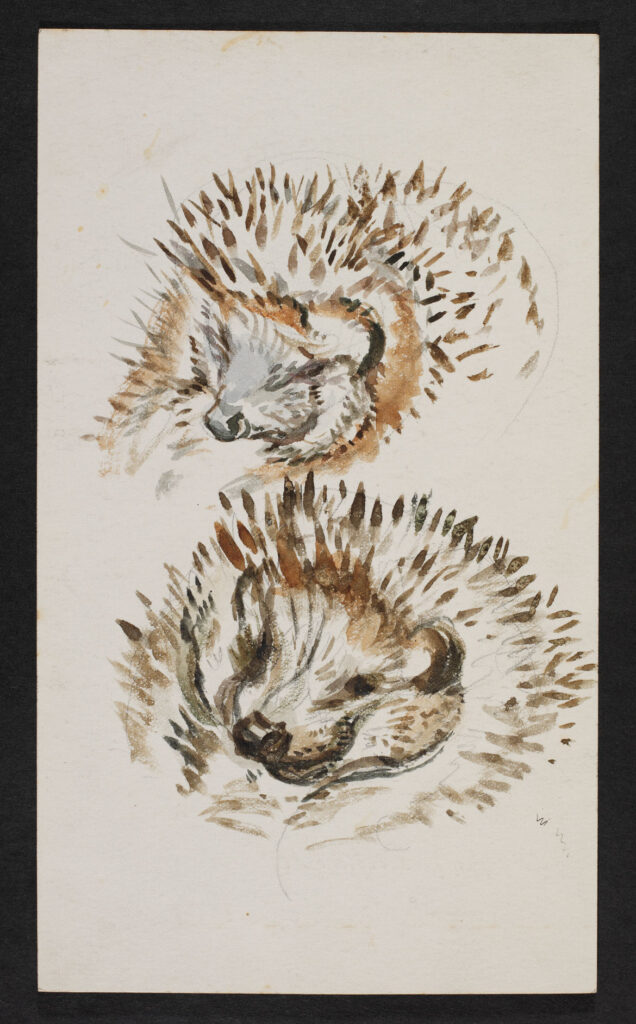 Drawing of a hedgehog, assumed to be Mrs. Tiggy-Winkle, c.1904. Watercolour over pencil on paper. Linder Bequest. © Victoria and Albert Museum, London, courtesy Frederick Warne & Co Ltd.