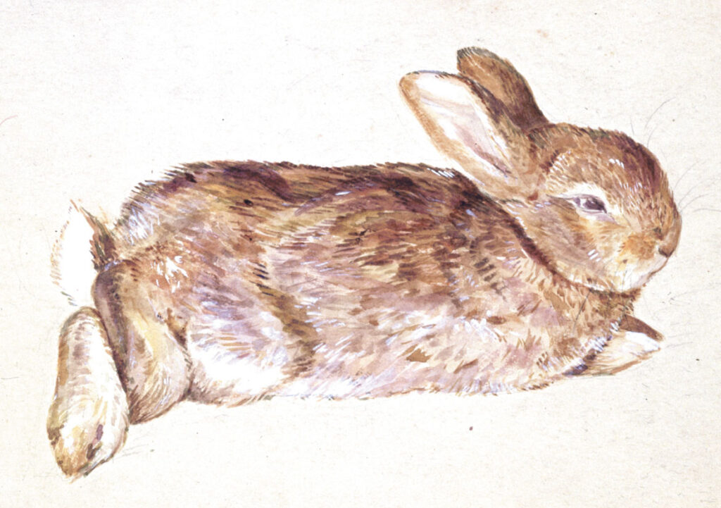 Drawing of a rabbit (Peter Piper) by Beatrix Potter. ca. 1892 – 1901. Linder Bequest © Victoria and Albert Museum, London