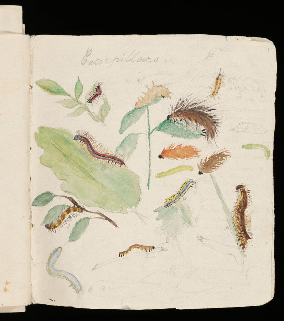 Page from a sketchbook, by Beatrix Potter (at age 9) c. 1875. Watercolour over pencil on paper. Linder Bequest © Victoria and Albert Museum, London