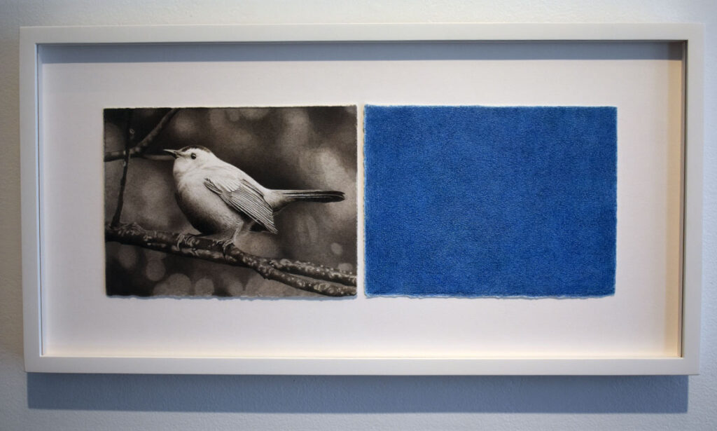 Meg Alexander, "False Azure (Black and White Warblers+ Blue #4)," 2021, colored pencil and Indian ink on paper. At Drive-By Projects, April 2022.