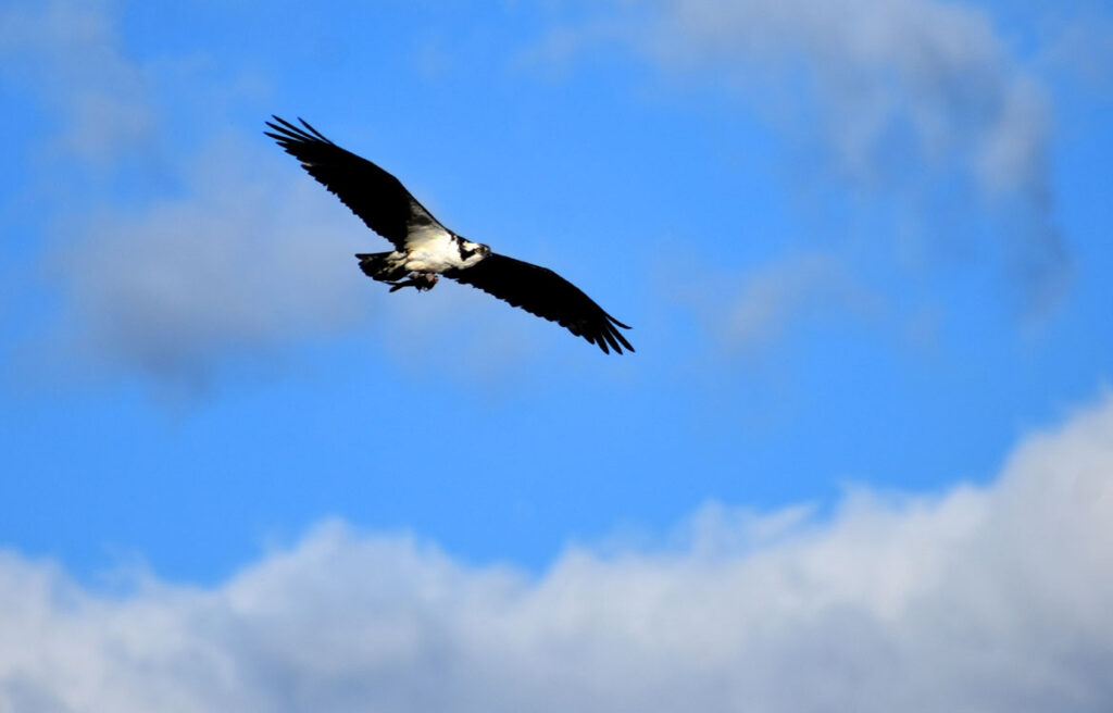 Osprey flies carrying fish over Saugus River in Saugus, April 8, 2022. (©Greg Cook photo)