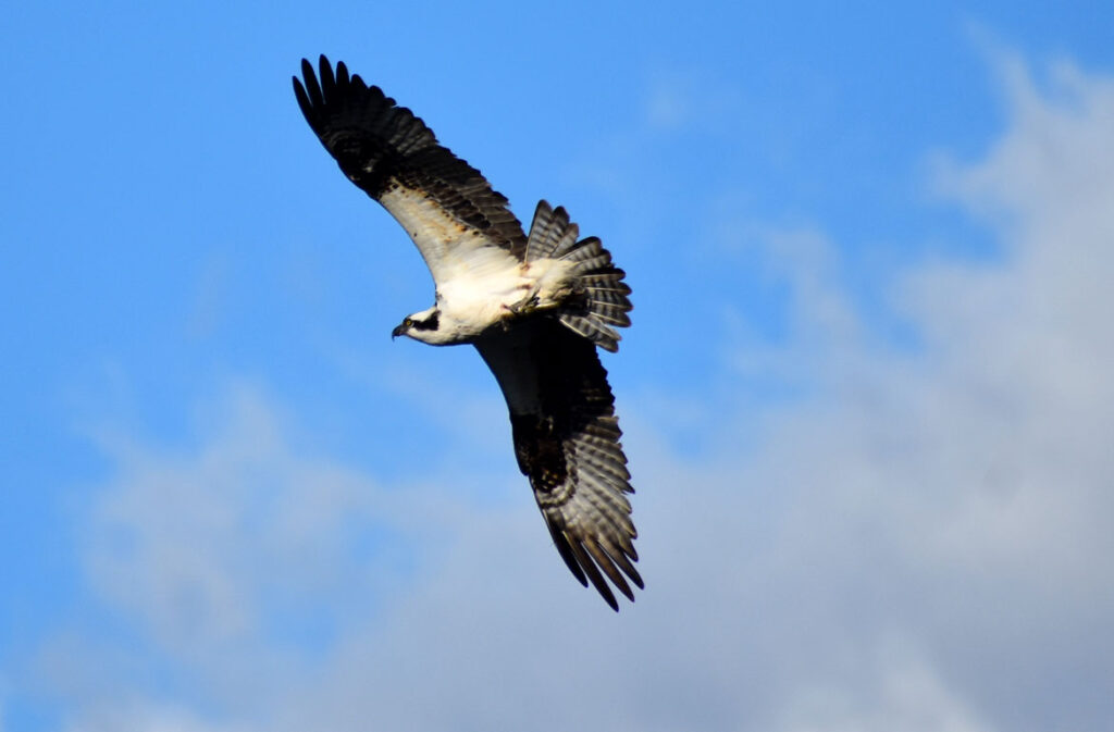 Osprey flies over Saugus River in Saugus, April 8, 2022. (©Greg Cook photo)