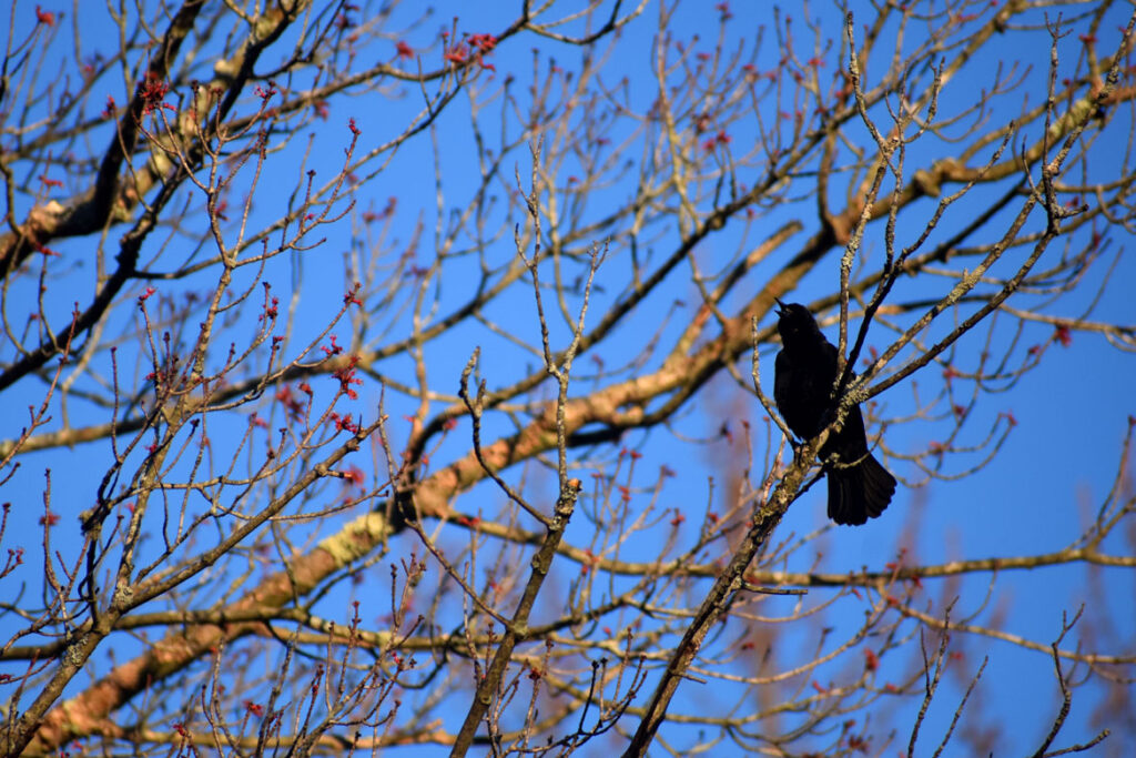 Red-winged blackbird sings along Saugus River in Saugus, April 8, 2022. (©Greg Cook photo)