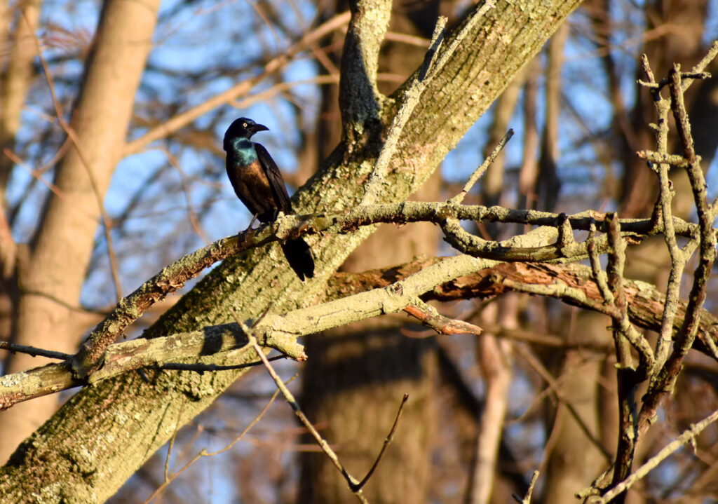 Grackle perched along Saugus River in Saugus, April 8, 2022. (©Greg Cook photo)