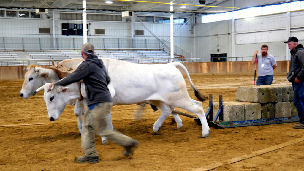 Oxen pulling contest at the Topsfield Fair, Oct. 4, 2022. (©Greg Cook photo)
