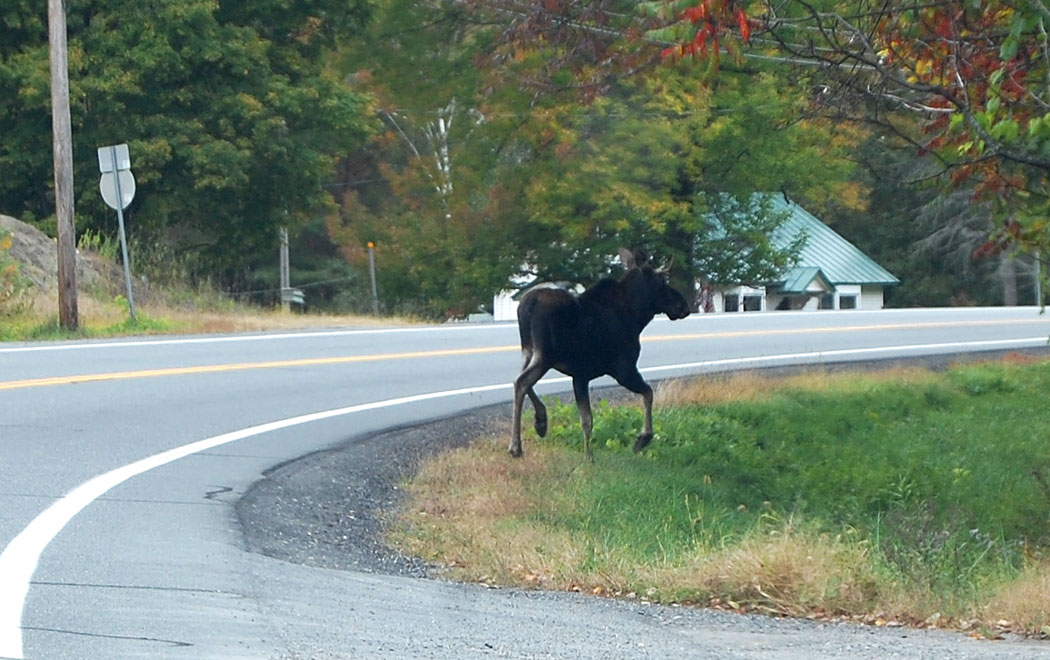 Moose crossing Route 131 in Ascutney, Vermont, on Oct. 3, 2015. (Greg Cook)