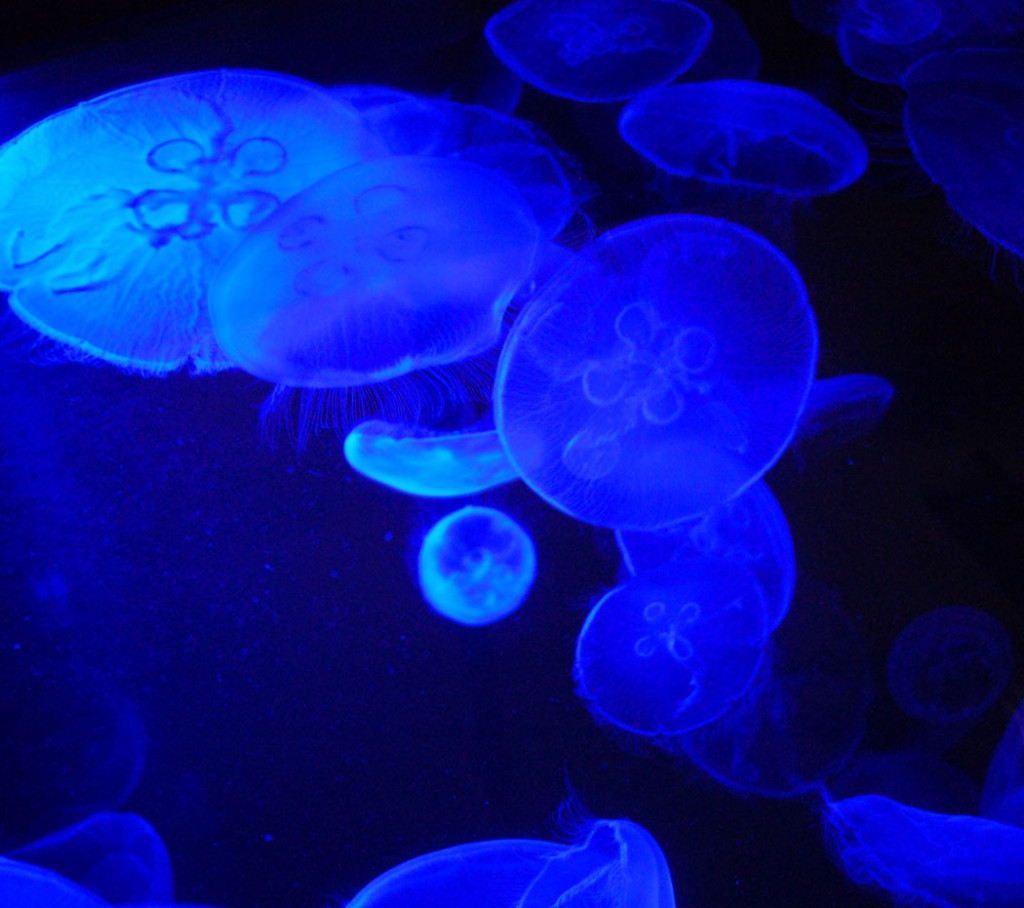 Moon jellyfish at New England Aquarium, Nov. 2, 2016. (Greg Cook)