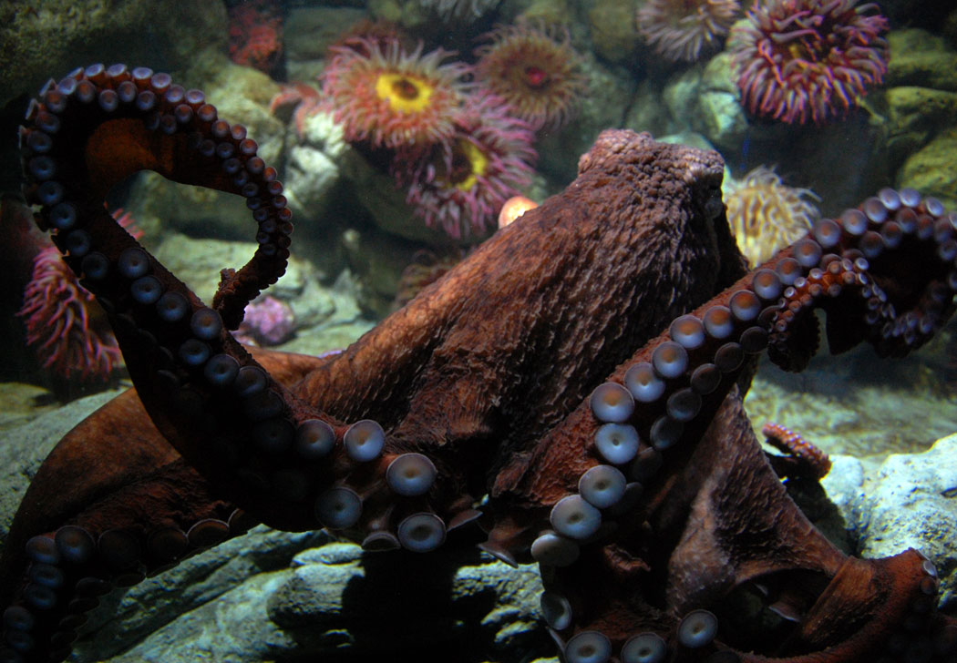 Octopus at New England Aquarium, Nov. 2, 2016. (Greg Cook)