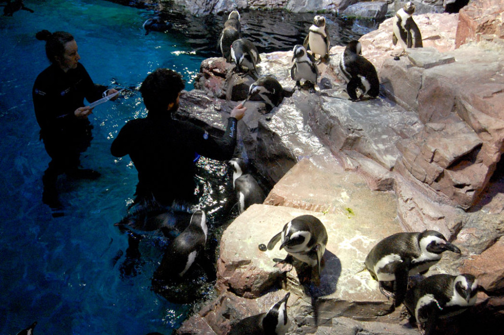 Feeding penguins at New England Aquarium, Nov. 2, 2016. (Greg Cook)