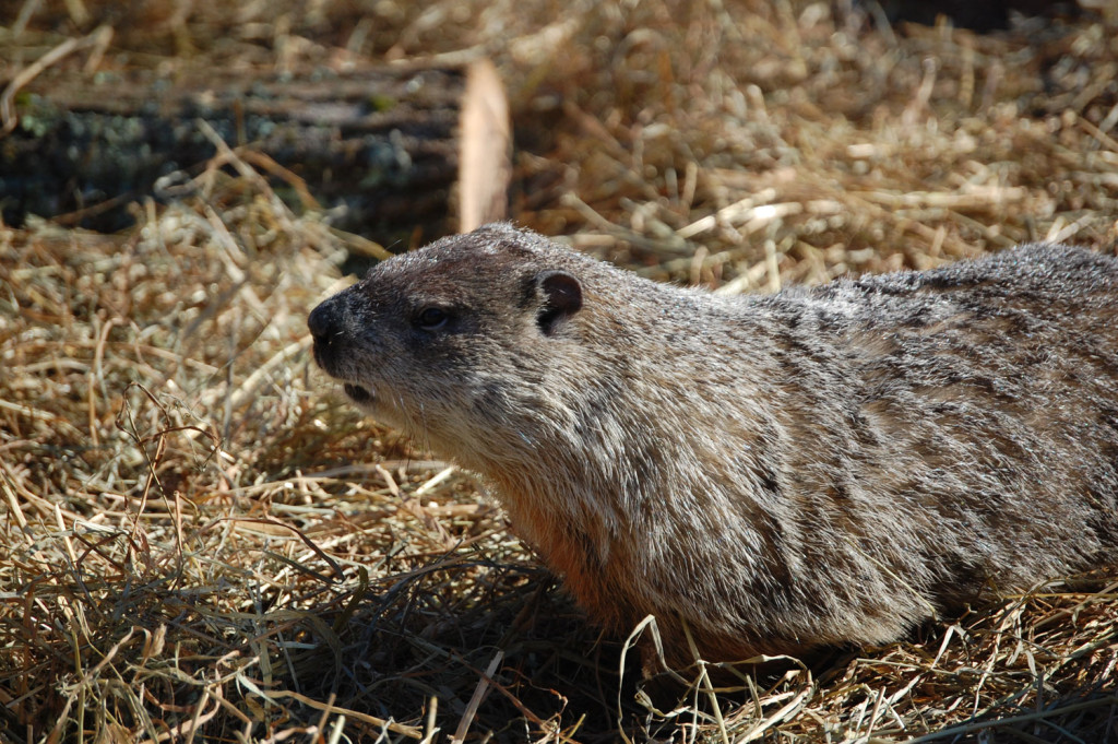 The groundhog at Groundhog Day festivities at Massachusetts Audubon's Drumlin Farm in Lincoln, Mass., Feb. 2, 2017. (Kari Percival)