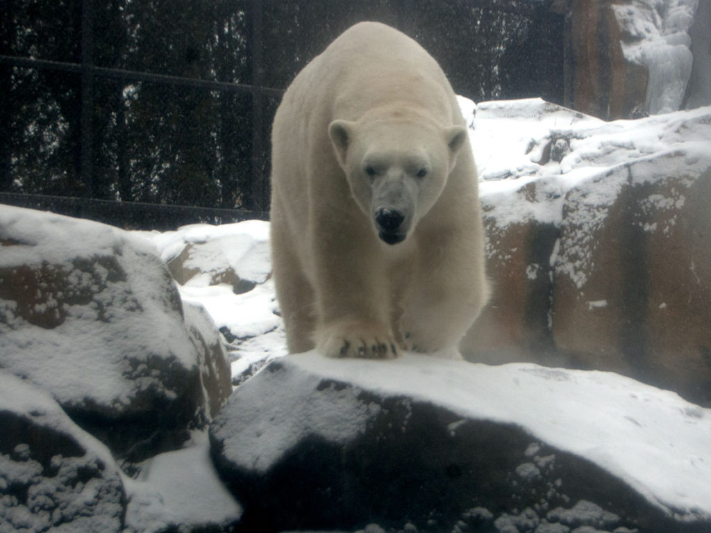 Polar bear at Lincoln Park Zoo, Chicago, Dec. 29, 2017. (Greg Cook)
