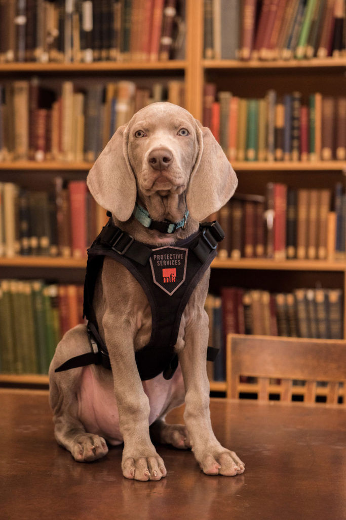 Riley, the Museum of Fine Arts's scent-dog-in-training. (Courtesy of the MFA)
