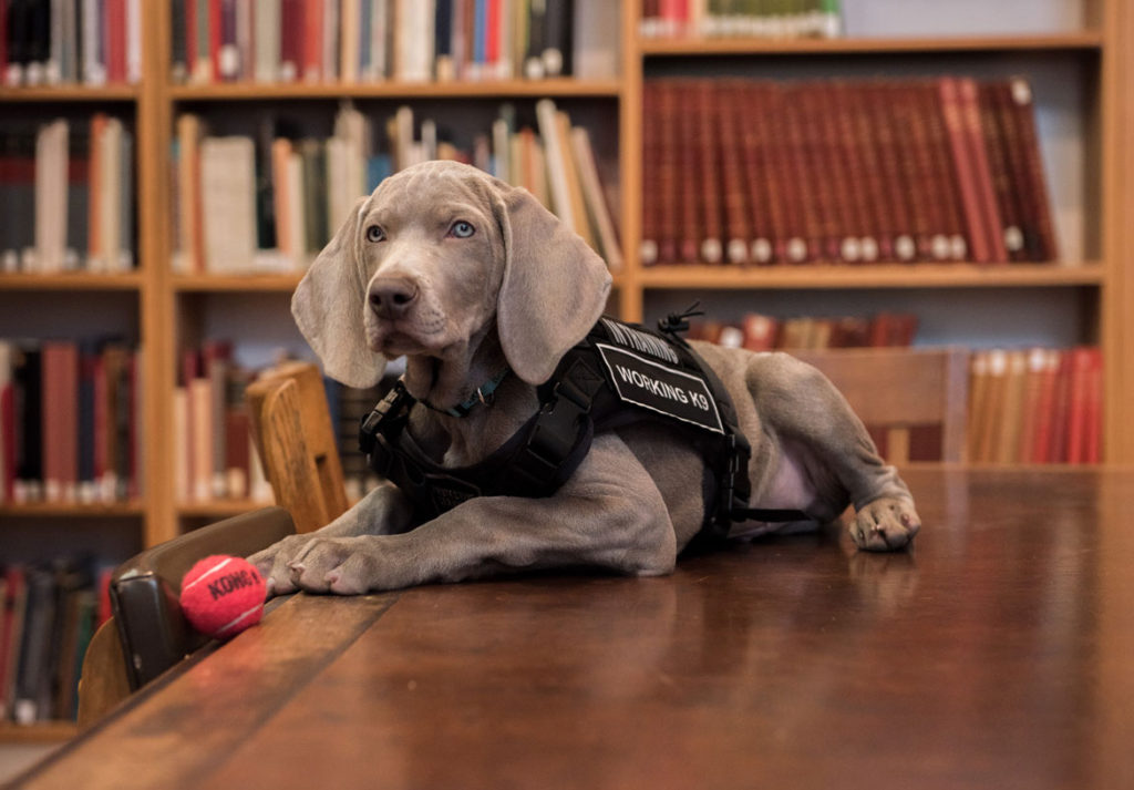 Riley, the Museum of Fine Arts's scent-dog-in-training. (Courtesy of the MFA)