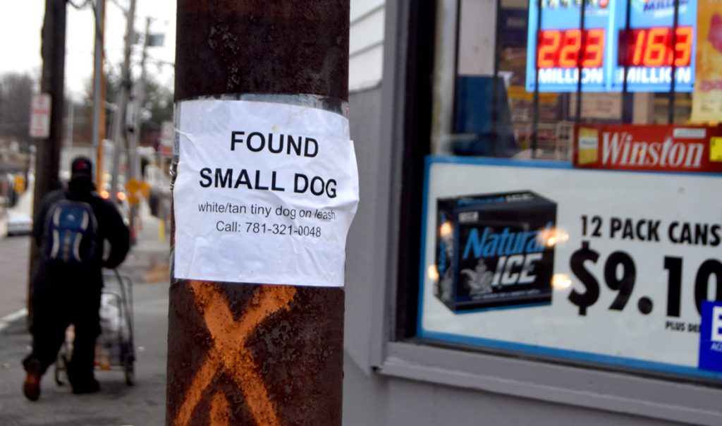 "Found Small Dog: white/tan tiny dog on leash" sign seen in Malden, Massachusetts, Feb. 16, 2018. (Greg Cook)