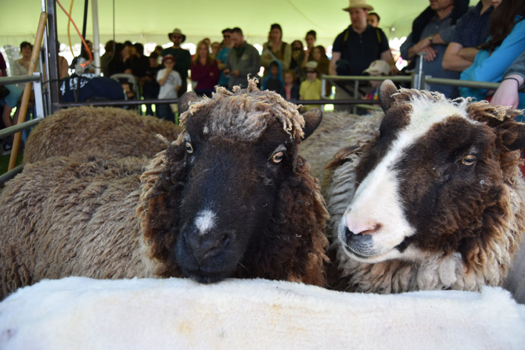 Sheepshearing Festival at Gore Place, Waltham, April 28, 2018. (Greg Cook)