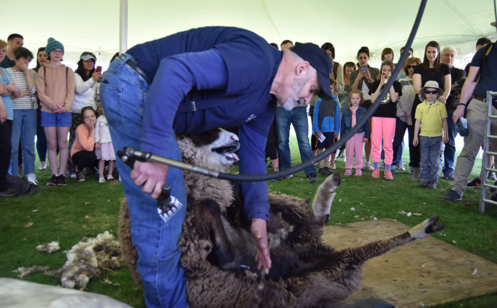 Sheepshearing Festival at Gore Place, Waltham, April 28, 2018. (Greg Cook)