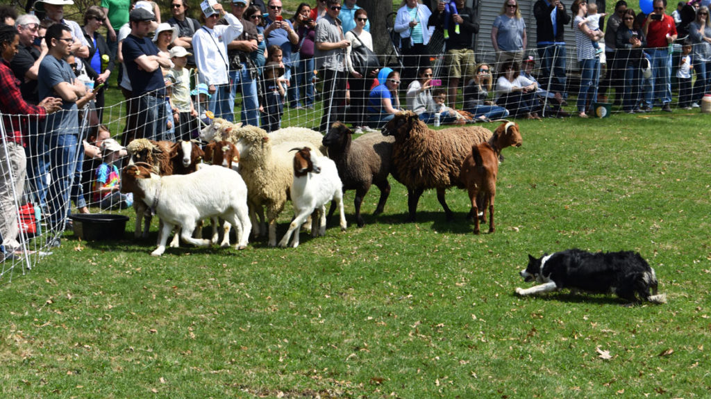 Border collies herd sheep and goats at the Sheepshearing Festival at Gore Place, Waltham, April 28, 2018. (Greg Cook)