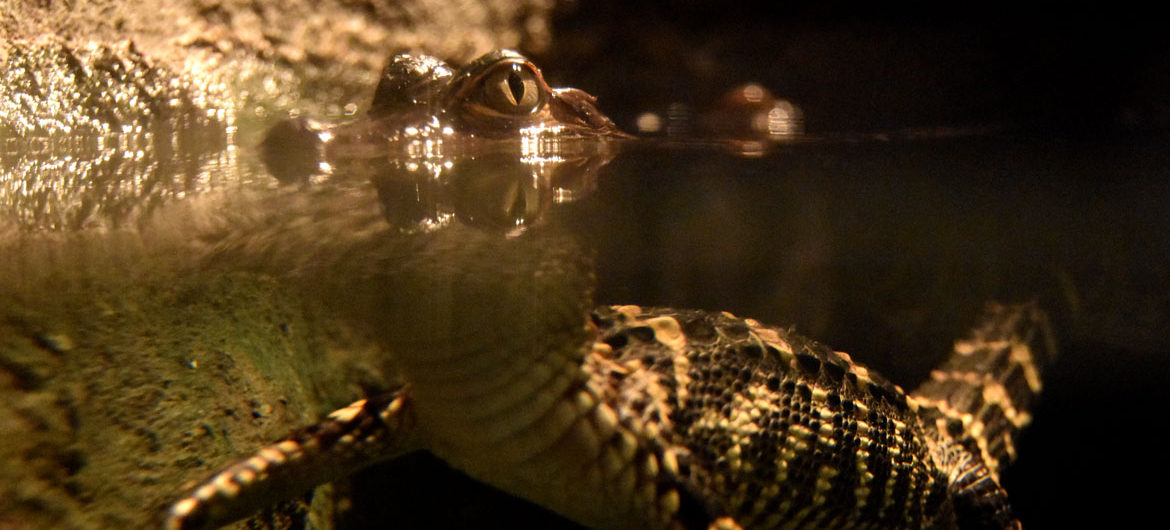A young American alligator in “Crocs” at Boston’s Museum of Science. (Greg Cook)