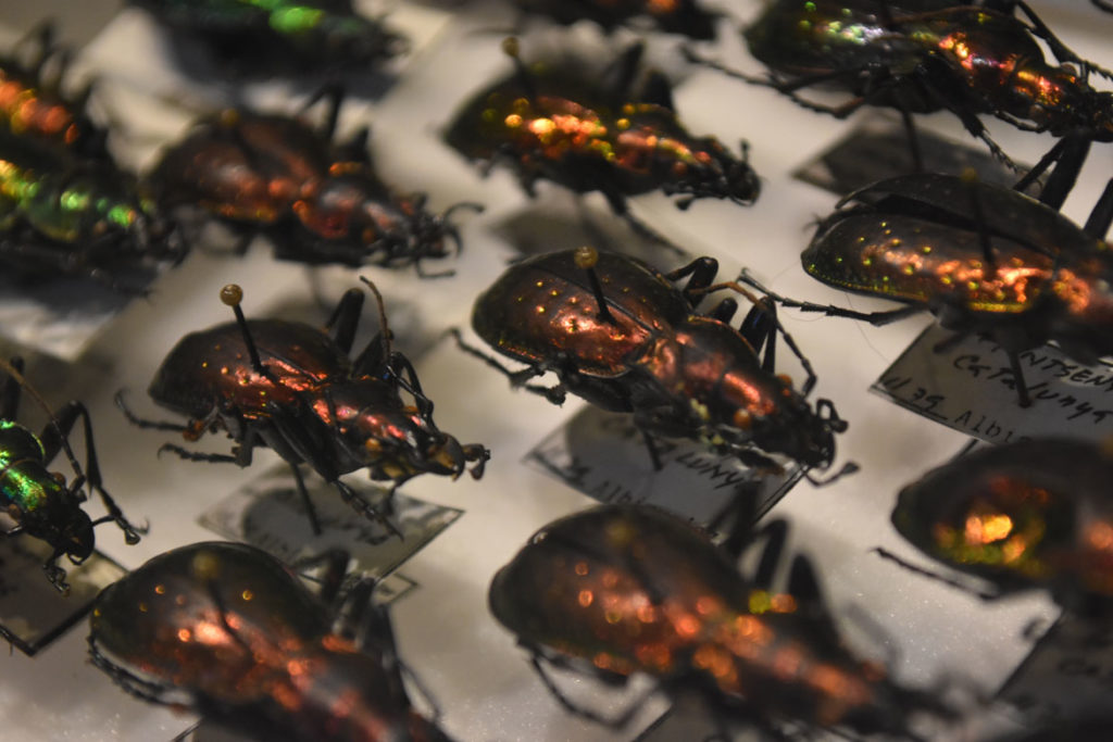 Ground beetles in the “The Rockefeller Beetles” exhibition at Harvard's Museum of Natural History in Cambridge. (Greg Cook)