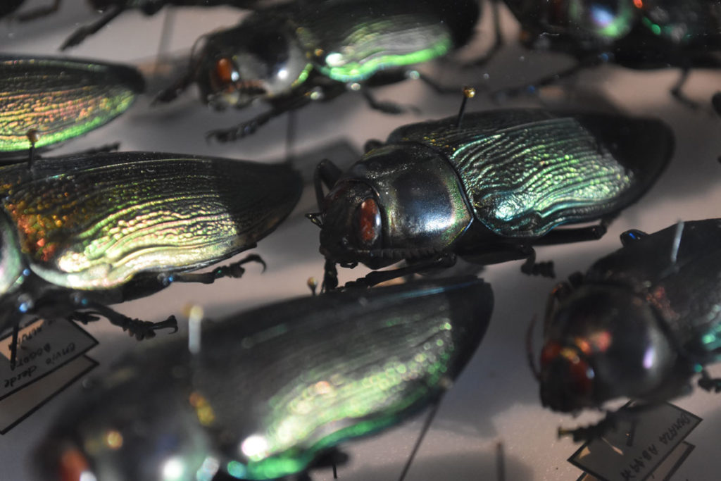 Jewel beetles in the “The Rockefeller Beetles” exhibition at Harvard's Museum of Natural History in Cambridge. (Greg Cook)