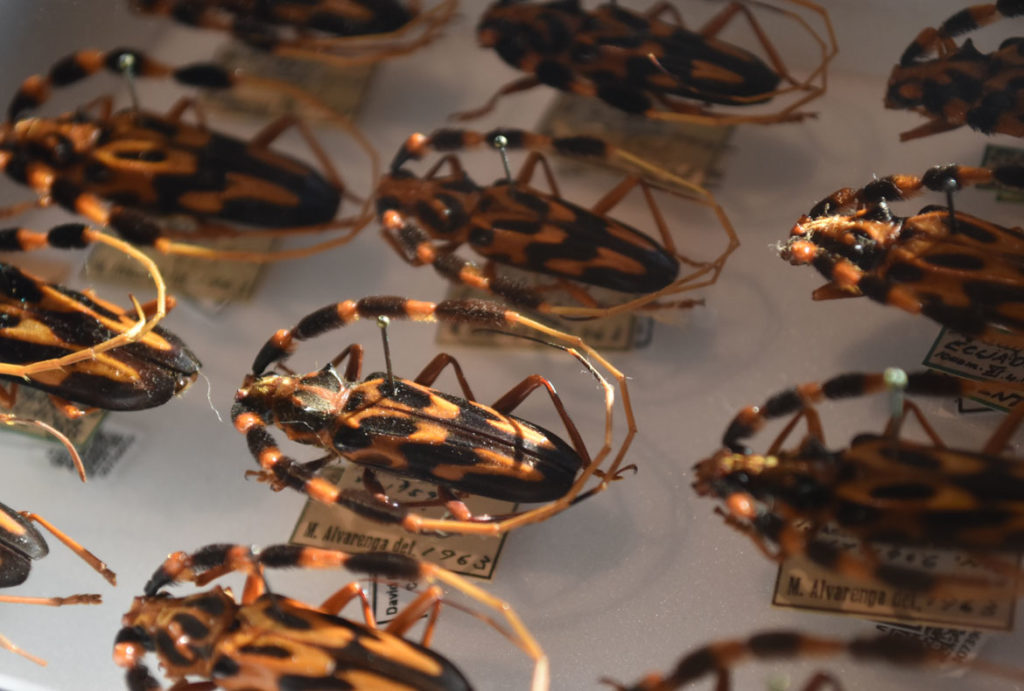 Longhorn beetles in the “The Rockefeller Beetles” exhibition at Harvard's Museum of Natural History in Cambridge. (Greg Cook)