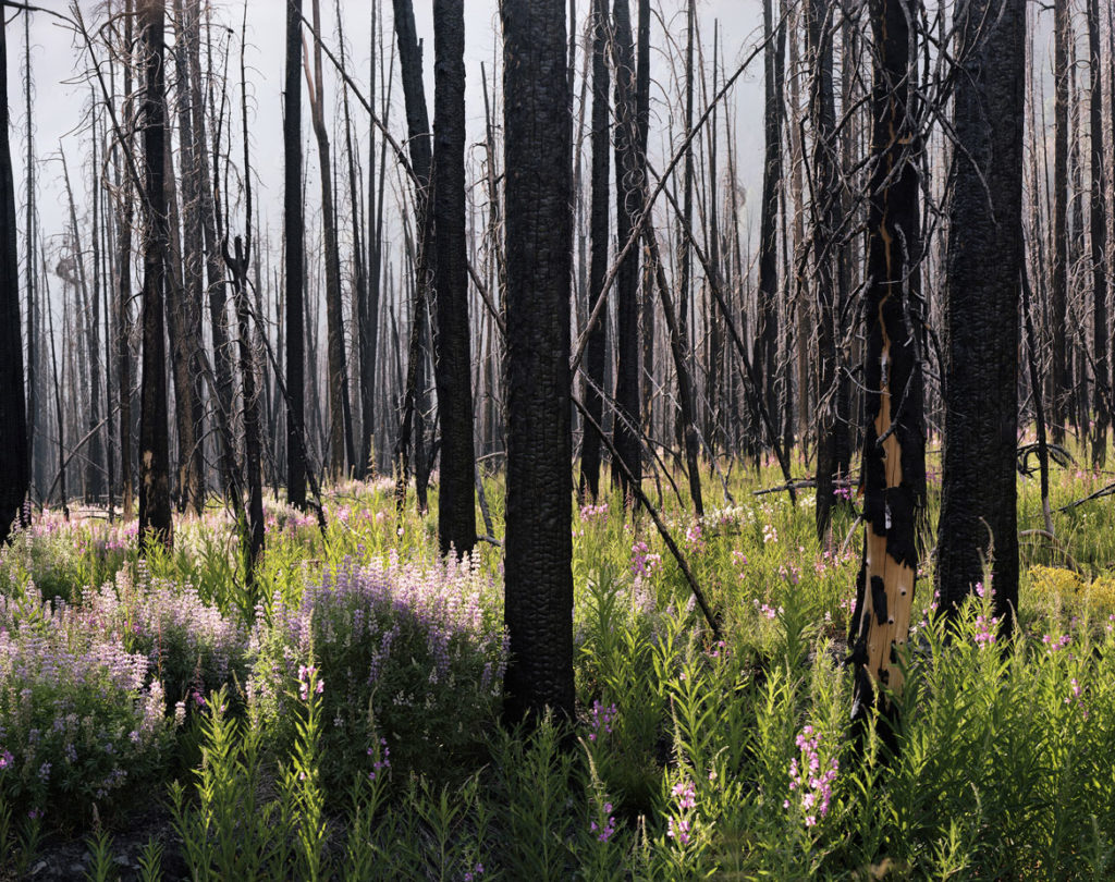  Laura McPhee "Midsummer (Lupine and Fireweed)," 2008, photograph, archival pigment print. (Courtesy, Museum of Fine Arts, Boston)