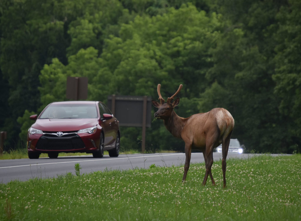 Elk in Great Smoky Mountains National Park at Oconaluftee Visitor Center, North Carolina, June 26, 2019. (Greg Cook)