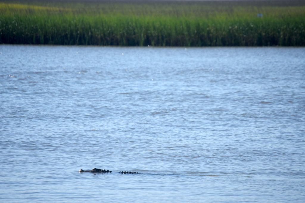 Alligator at Francis Marion National Forest's Buck Hall Recreation Area, just north of Charleston, South Carolina, June 21, 2019. (Greg Cook)