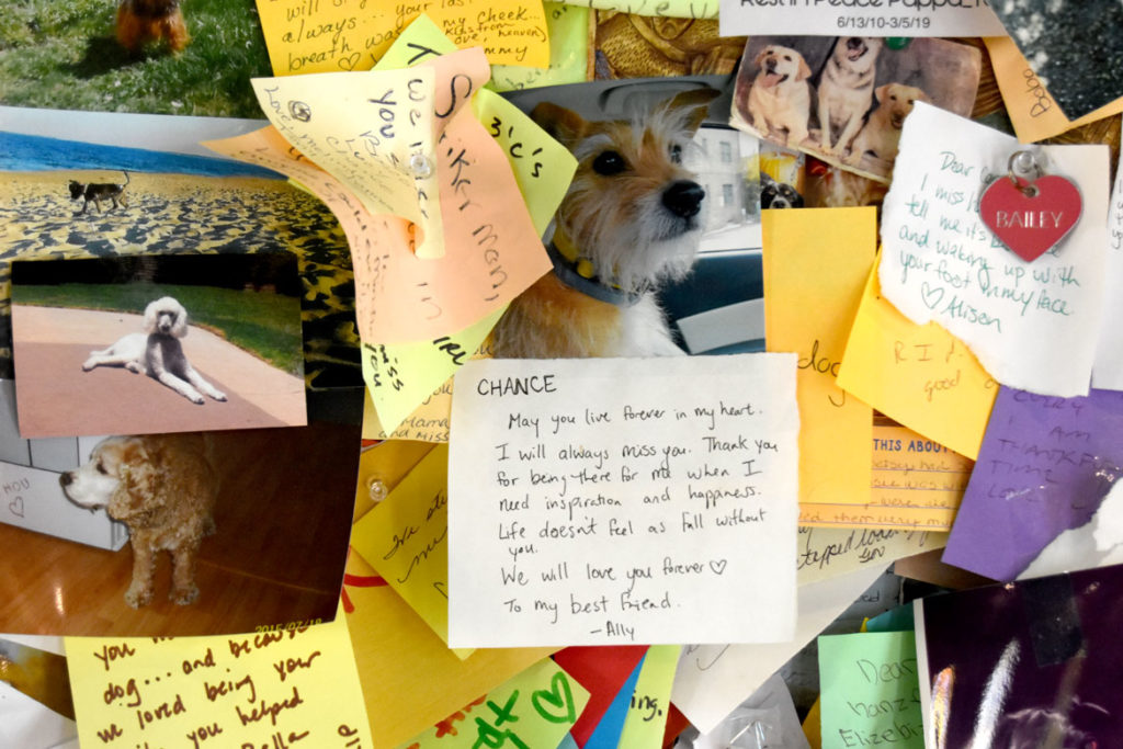 Notes tacked to the walls inside Stephen Huneck's Dog Chapel, St. Johnsbury, Vermont, Aug. 26, 2019. (Greg Cook)