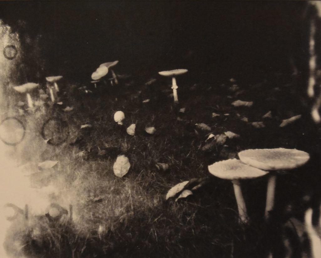Christopher Seid, "Mushrooms." In the Somerville Toy Camera Festival exhibition at Nave Gallery, Sept. 13, 2019.