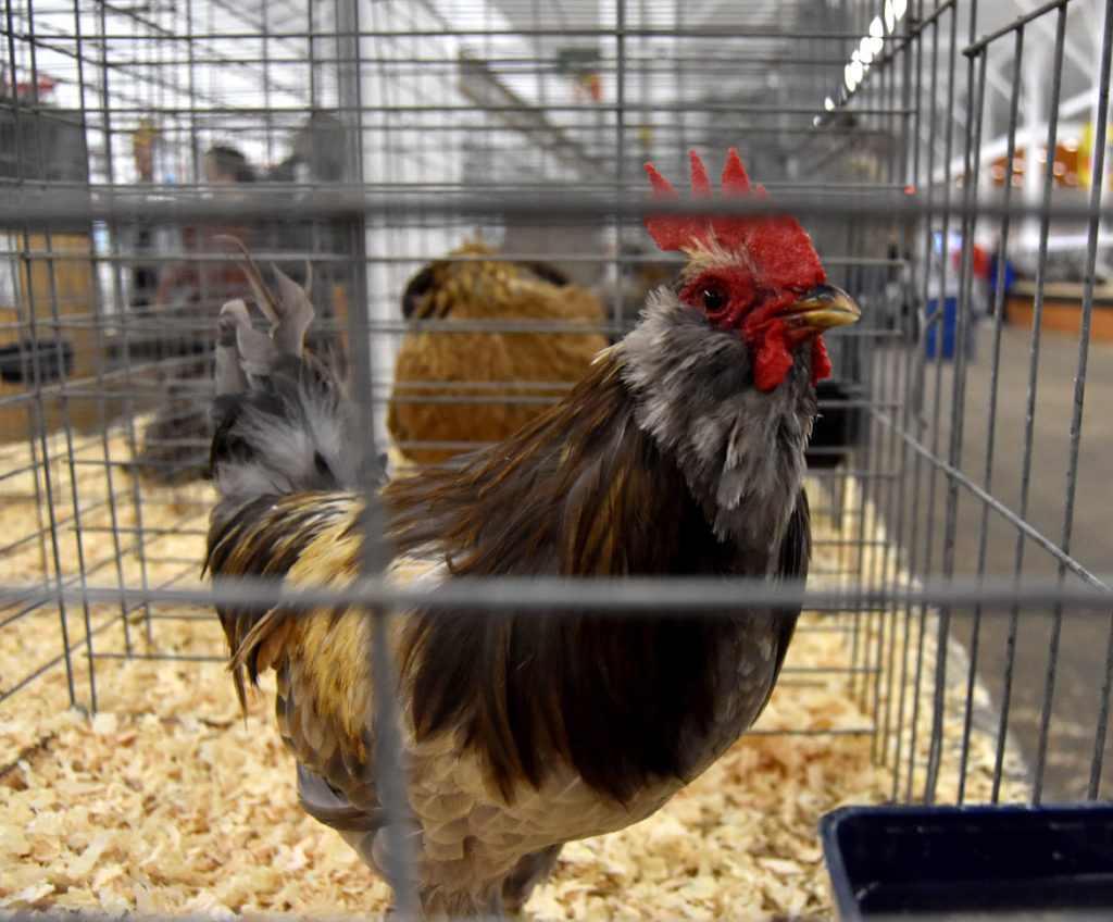 Chicken inside the Poultry Barn at Topsfield Fair, Oct. 6, 2019. (Greg Cook photo)
