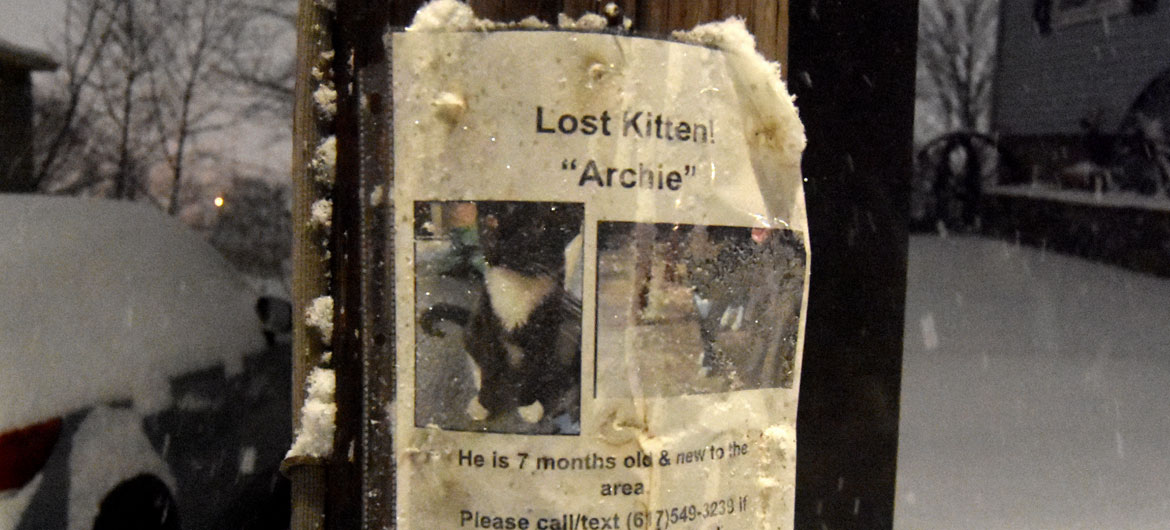 "Lost Kitten! 'Archie' He is 7 months old & new to the area." In Malden, Massachusetts, Dec. 18, 2020. (Greg Cook photo)