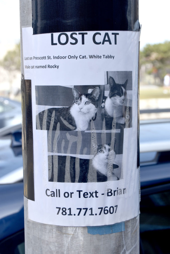 "Lost Cat" sign on Broadway, Cambridge, March 11, 2020. (Greg Cook photo)