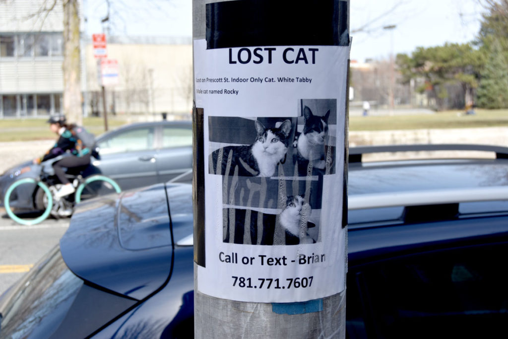 "Lost Cat" sign on Broadway, Cambridge, March 11, 2020. (Greg Cook photo)