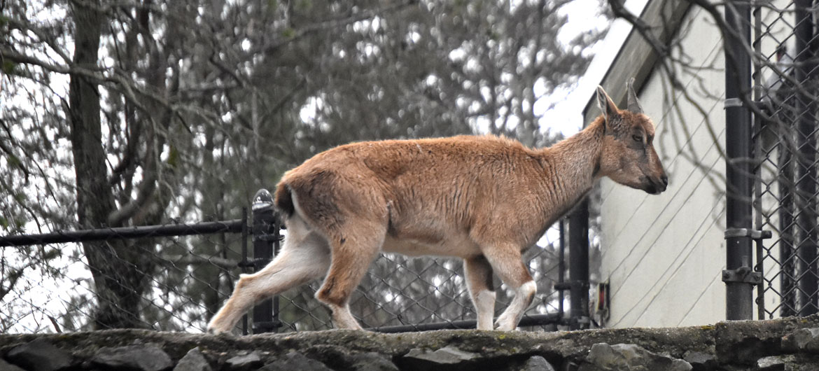Markhor at Stone Zoo in Stoneham, March 20, 2020. (Greg Cook photo)