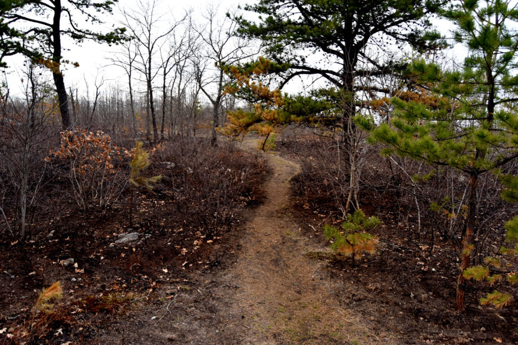 After a brush fire at Pine Banks Park in Melrose and Malden, April 20, 2020. (Greg Cook photo)