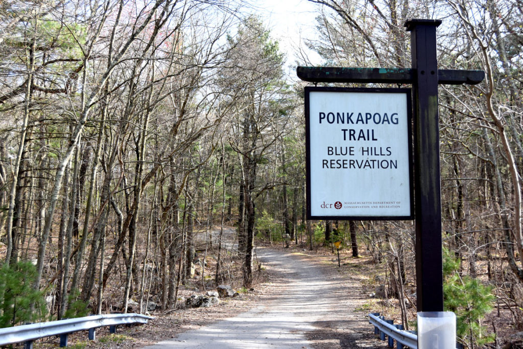 Ponakpog Trail at the Blue Hills Reservation in Milton, Massachusetts, April 22, 2020. (Greg Cook photo)