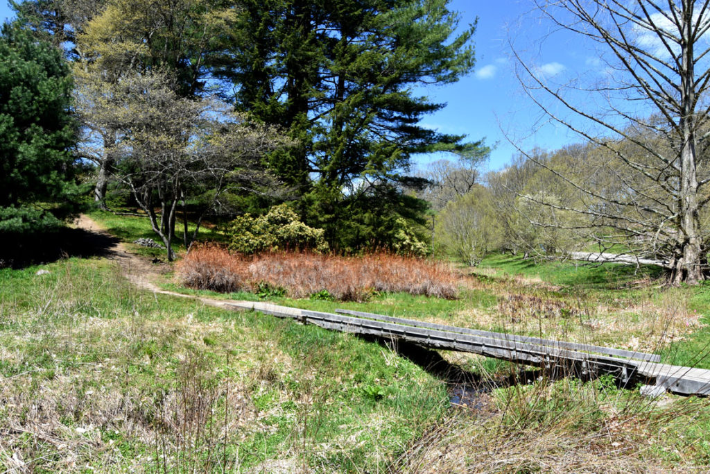 Arnold Arboretum, Boston, May 5, 2020. (Greg Cook photo)
