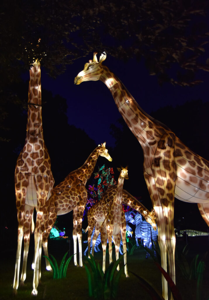 "Boston Lights: A Lantern Experience" at the Franklin Park Zoo, Boston, Aug. 20, 2020. (© Greg Cook photo)