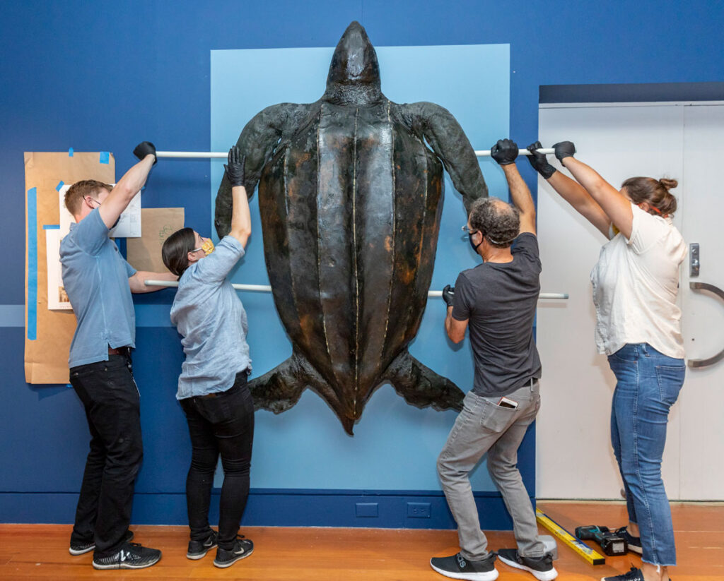 Leatherback turtle being reinstalled at Salem's Peabody Essex Museum, 2020. (Photo: Kathy Tarantola)