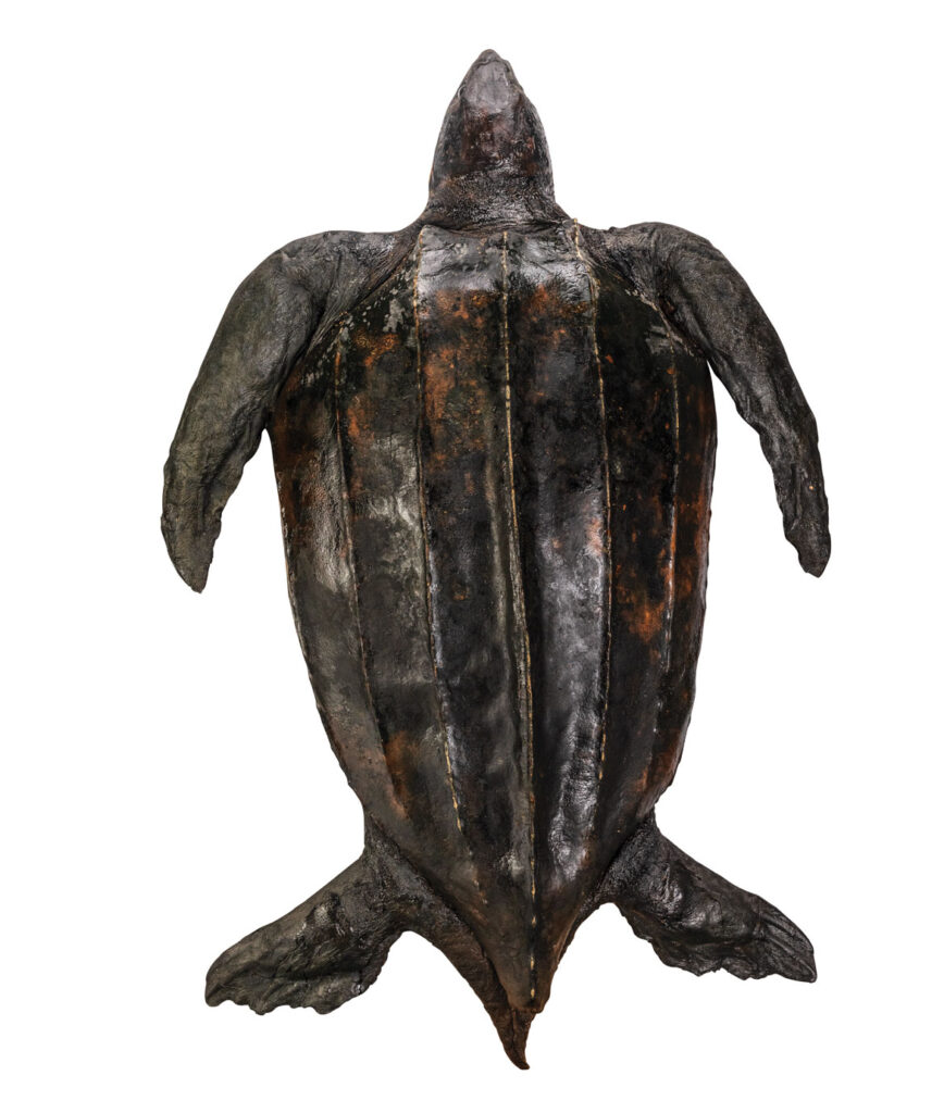 The Peabody Essex Museum's leatherback turtle, 2020. (Photo: Kathy Tarantola)