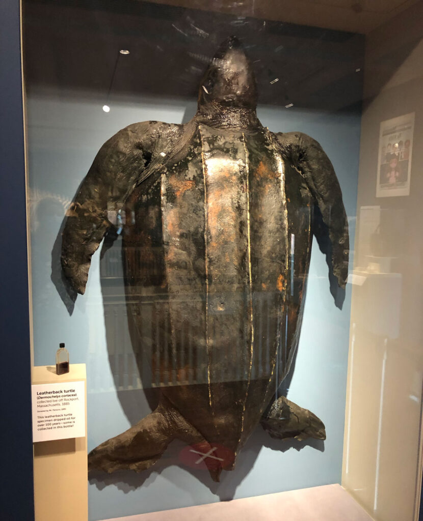 Leatherback turtle reinstalled at Salem's Peabody Essex Museum, 2020. (Photo: Kathy Tarantola)