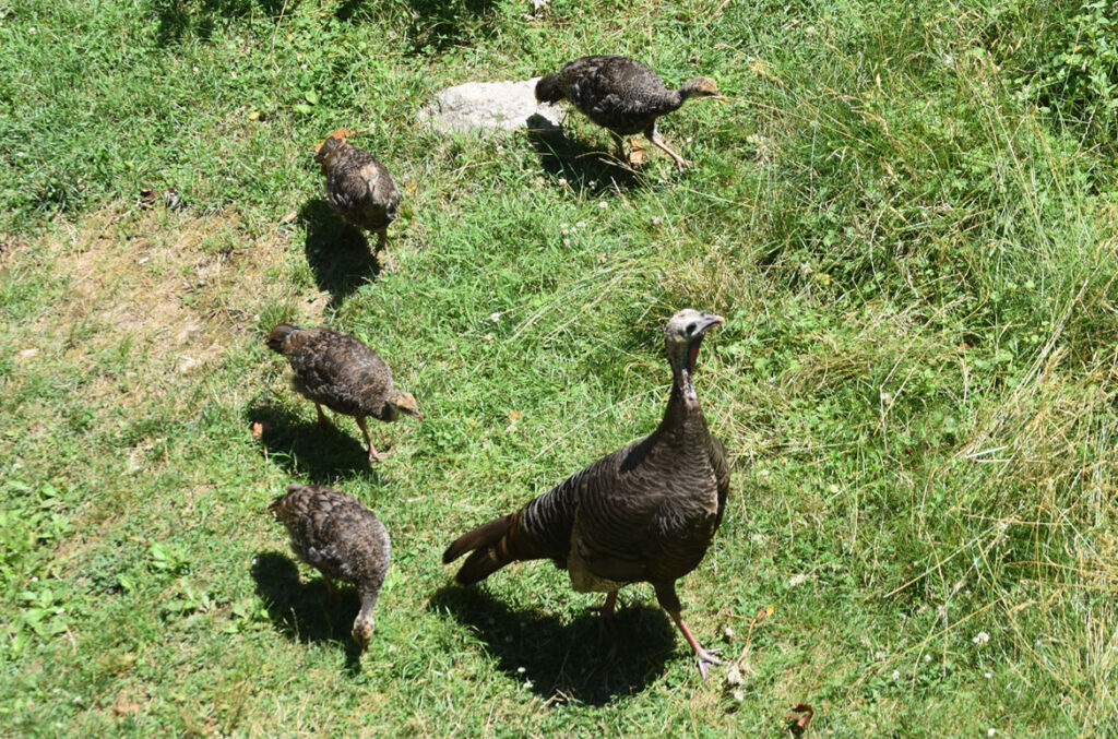 Family of turkeys, Malden, Massachusetts, July 18, 2020. (©Greg Cook photo 2020)