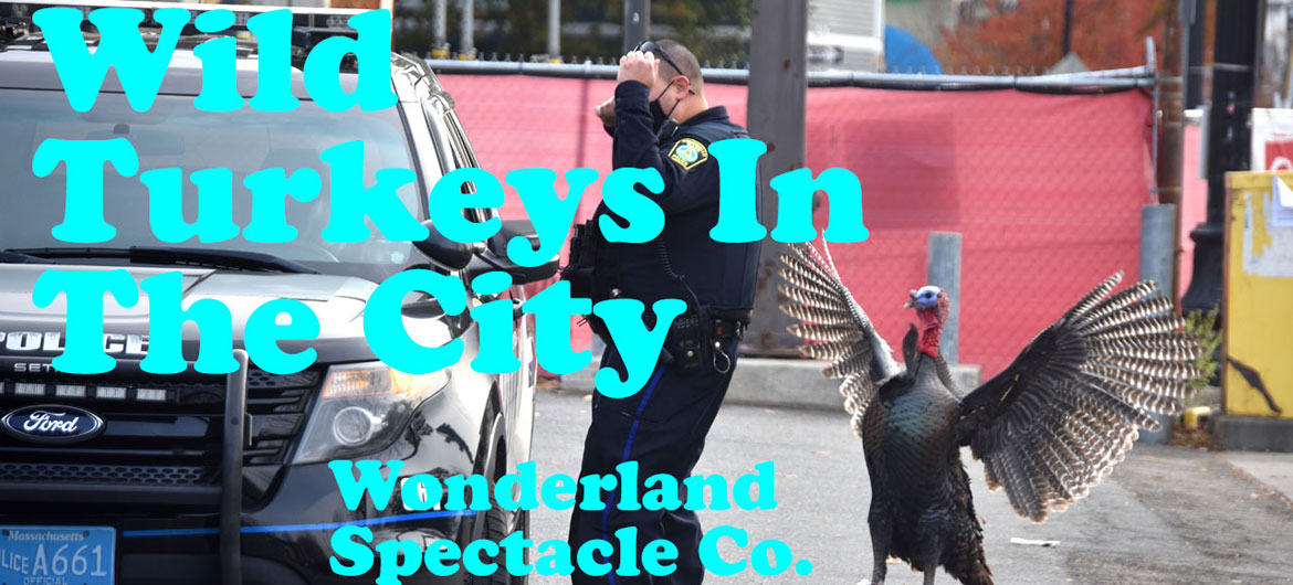 "Wild Turkeys in the City" by Wonderland Spectacle Co. (Kari Percival and Greg Cook), November 2020. (©Greg Cook photo 2020)