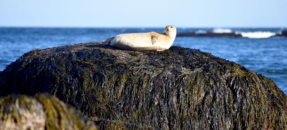Seal hauled out at Gloucester, March 30, 2021. (©Greg Cook photo)
